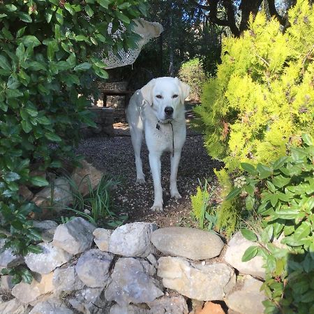 Bed and Breakfast Crazy Foxy Retreats Fox-Amphoux Exterior foto